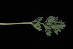Corydalis aurea aurea