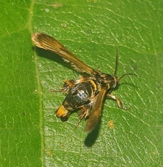 Tyrictaca yoshiyasui