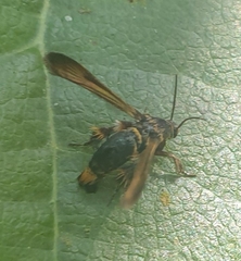 Tyrictaca yoshiyasui