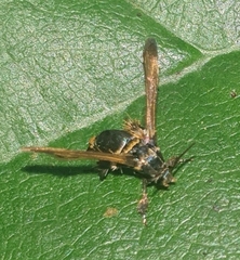 Tyrictaca yoshiyasui