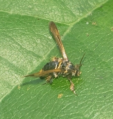 Tyrictaca yoshiyasui