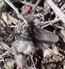 Ptilocephala plumifera