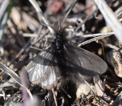 Ptilocephala plumifera