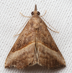 Hypena degesalis