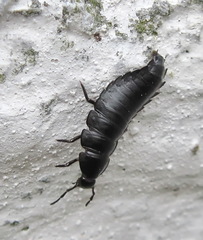 Ablattaria laevigata