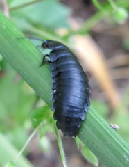 Ablattaria laevigata