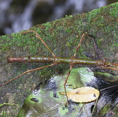 Ceroys perfoliatus