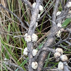 Ceroplastes sinensis