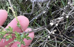 Ceroplastes sinensis