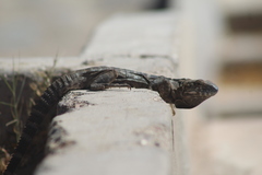 Ctenosaura macrolopha