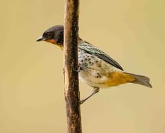 Ixothraupis rufigula