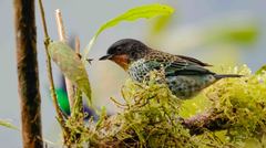 Ixothraupis rufigula