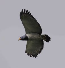 Morphnarchus princeps