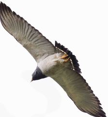 Morphnarchus princeps