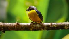 Euphonia xanthogaster