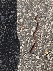 Amynthas diffringens