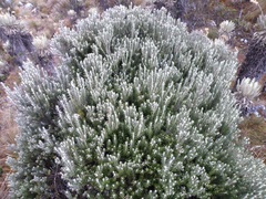 Linochilus lacunosus