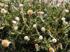 Linochilus colombianus