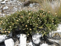 Linochilus colombianus