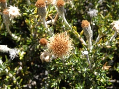 Linochilus colombianus