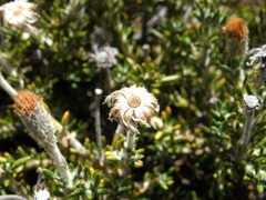 Linochilus colombianus