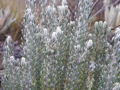 Linochilus lacunosus