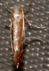 Cameraria quercivorella