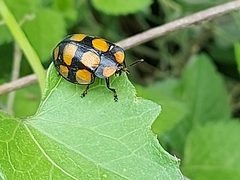 Botanochara decempustulata