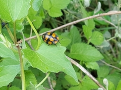 Botanochara decempustulata