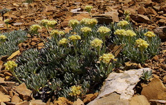 Eriogonum androsaceum