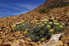 Eriogonum androsaceum