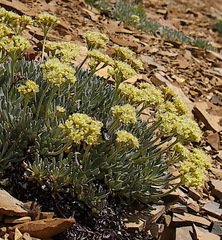 Eriogonum androsaceum