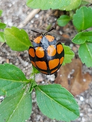 Botanochara decempustulata