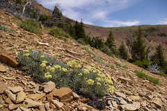 Eriogonum androsaceum