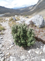 Linochilus rhomboidalis