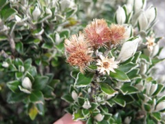 Linochilus rhomboidalis