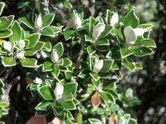 Linochilus rhomboidalis