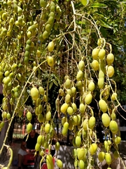 Styphnolobium japonicum