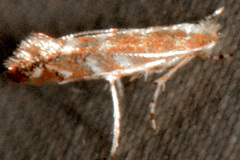 Cameraria quercivorella