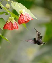 Chlorostilbon melanorhynchus