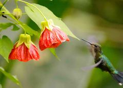 Chlorostilbon melanorhynchus