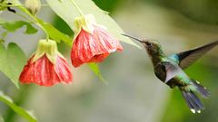 Chlorostilbon melanorhynchus