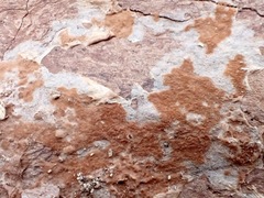 Botryobasidium rubiginosum