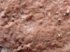 Botryobasidium rubiginosum