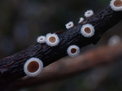 Schizophyllum amplum