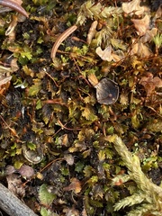 Fissidens bushii