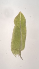 Fissidens bushii
