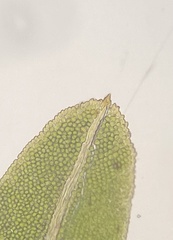 Fissidens bushii