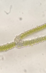 Fissidens bushii