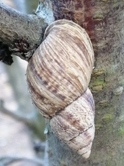 Drymaeus sulcosus